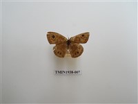 藏品(小波眼蝶)的圖片